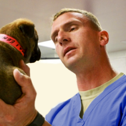 What is a Veterinary Technician Page 250