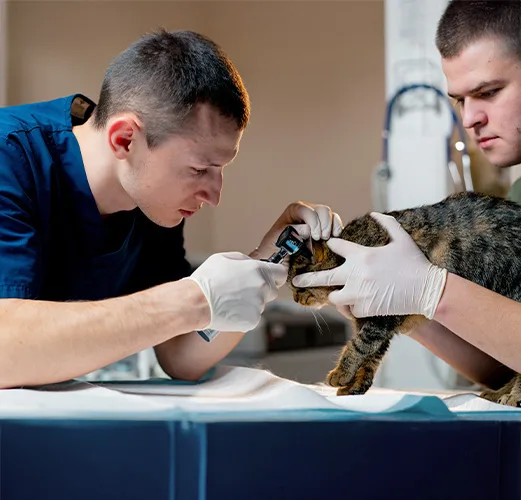Veterinary Technology Photo