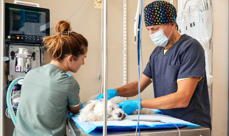Two veterinary professionals wearing scrubs and masks tend to a small white dog lying on an examination table in a clinic, with medical equipment visible in the background.