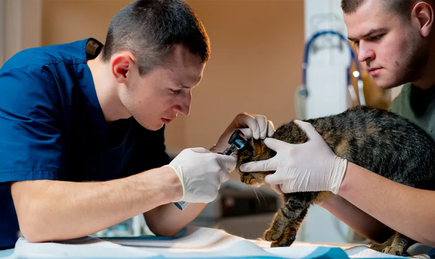 Two men wearing gloves examine a tabby cat on a table; one man in blue scrubs checks the cat’s ear with an otoscope while the other gently holds the cat still.